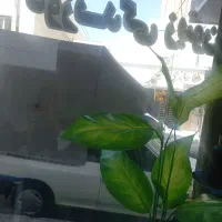 مغازه-اجاره-ای