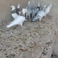 کفتر سبز و طوقی فروشی