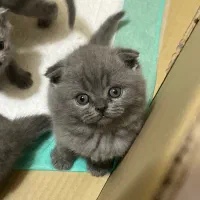 گربه اسکاتیش فولد چشم کهربایی
