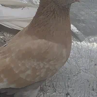 ساری نر|پرنده|اردبیل, |دیوار