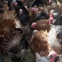 بوقلمون برنز بور بون