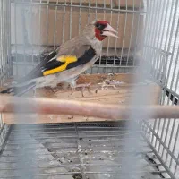 دو عدد سهره کرمونی گل قفل دهن زن