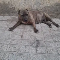 پیت بول آماده جفت