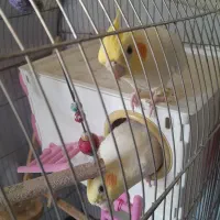 عروس هلندی مولد