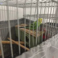 جفت مرغ عشق کار داده