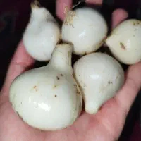 موسیر تازه