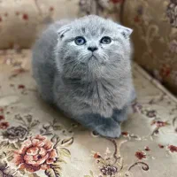 اسکاتیش بلو خرسی دبل فولد