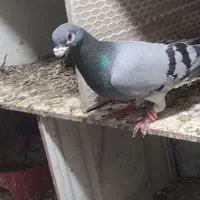 کبوتر ارزان به شرط تخم و جوجه