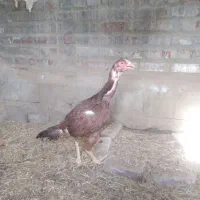 مرغ لاری