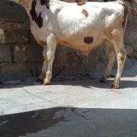 گوساله سیمنتال نره ۴ماه فروش فوری