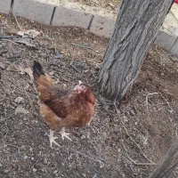 مرغ محلی جوان درجه یک تخمگذار و 3عددجوجه4ماهه