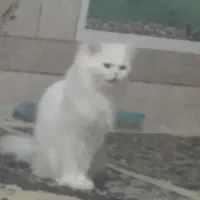 گربه