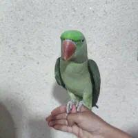 جفت شاه طوطی سالم سرحال