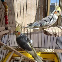 عروس هلندی
