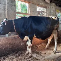 فروش ۵ راس گاو