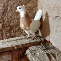 کبوتر