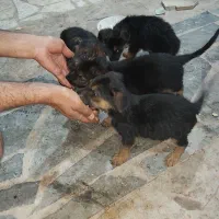 ۴ توله سگ ژرمن اصل