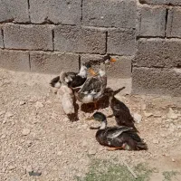 اردک|پرنده|فسا, |دیوار