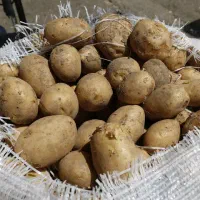 سیب زمینی تازه