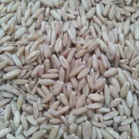 گندم قرمز بوجاری شد تمیز