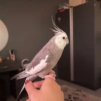 عروس هلندی وایت فیس