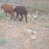 گوسفند فروشی