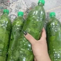 برگ مو تازه و تر