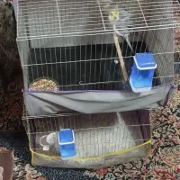 تعدادی قفس پرنده