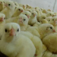 کارگر مرغداری گوشتی هستم