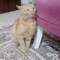 گربه|گربه|سبزوار, توحیدشهر|دیوار