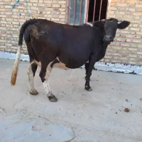 گاوه آبستن
