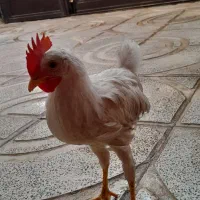 جوجه