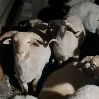 گوسفند نر پروار