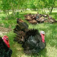 بوقلمون محلی برنز انگلیسی کرک (کرچ)