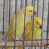 ملنگو لوتینو مولد راهب کاسکو کاکادو تراکوییس