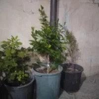نهال اصلاح شده