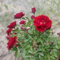 فروش باغ ویلایی دراسکو