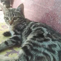 واگذاری بچه گربه