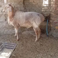 قوچ قندوزی