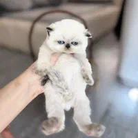 رگدال هیمالین هایلند دوماهه