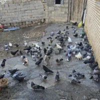 کنده کبوتر پر