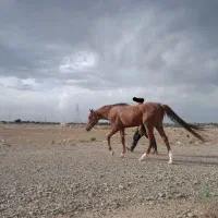 اسب نریون