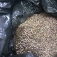 عدس درگز