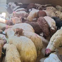 فروش گوسفند زنده دام کالا ویژه عید قربان