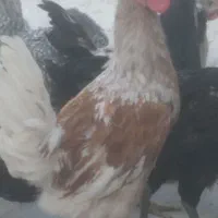 مرغ خروس