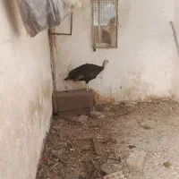 بوقلمون‌ماده