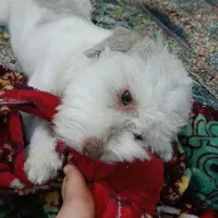 سگ شیتزو گم شده