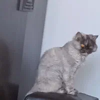 گربه واگزاری