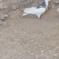 دو تا نر پرشی،ابلغ،آبگن