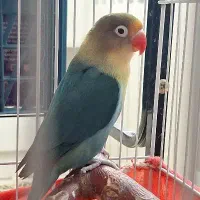 طوطی برزیلی نر پارابلو سالم آماده بالغ